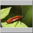 Schizotus pectinicornis - Feuerkaefer 01a 8mm.jpg